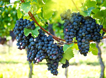 Benefits of Grapes Men's Health